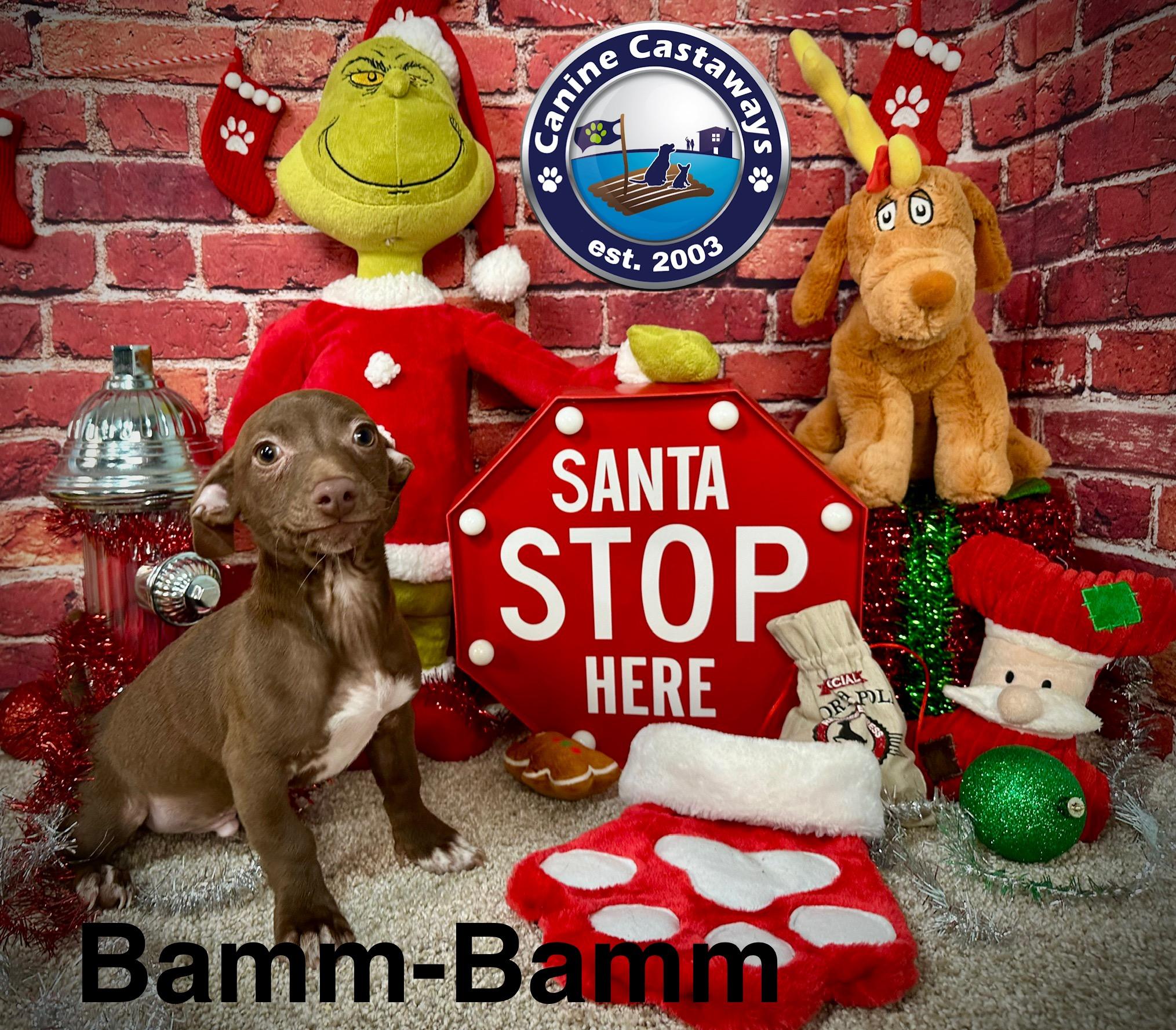 Bamm-Bamm photo 4