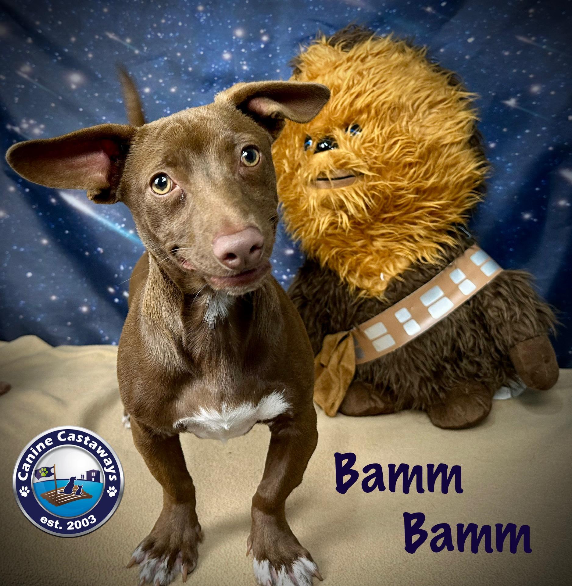 Bamm-Bamm