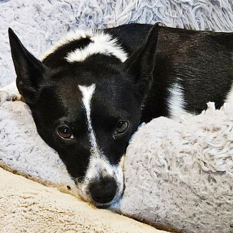 Brandy (IL), a Adoptable Rat Terrier in Island Lake, IL image 1/3