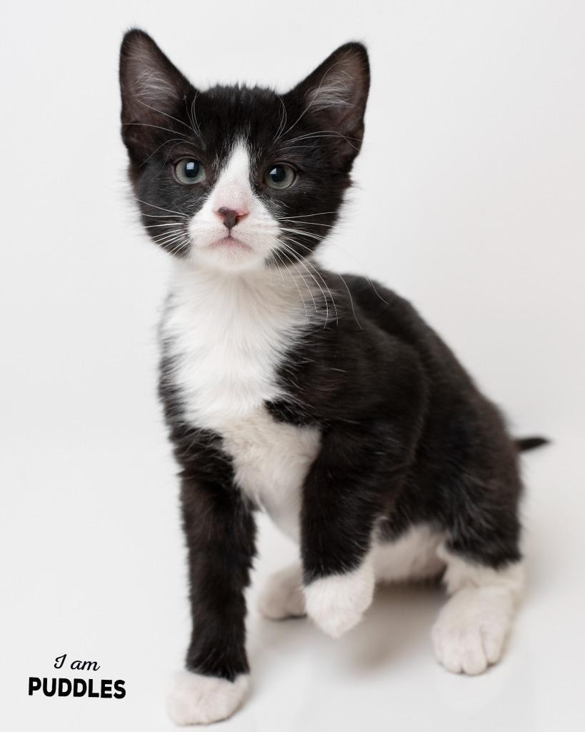 Puddles, Adoptable, Kitten Female Domestic Short Hair.