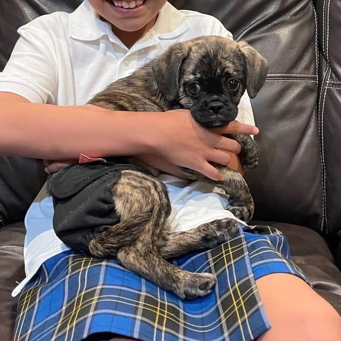 Shenzi, adopted, Puppy Male Pug.