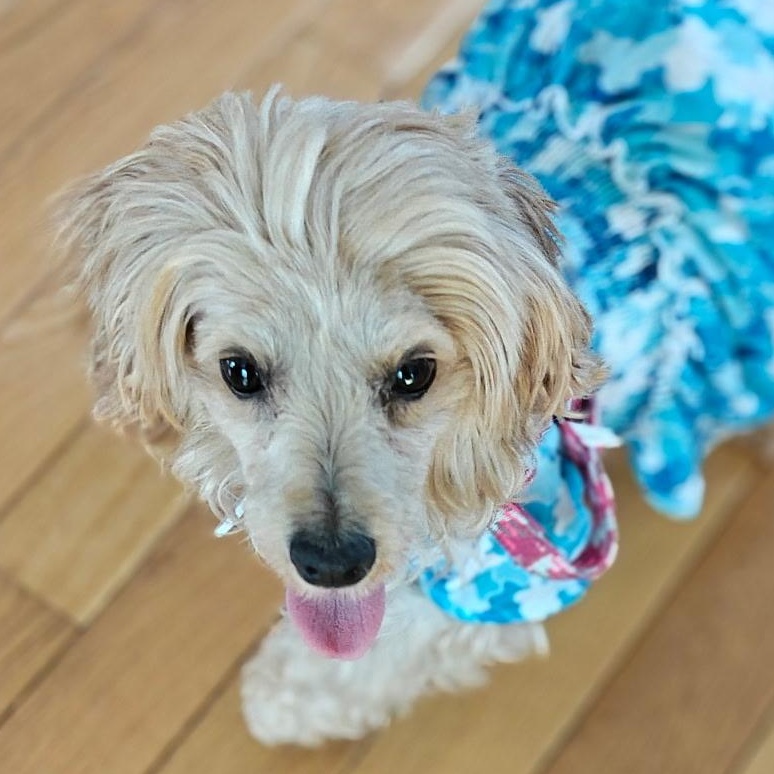 Abby , Adoptable, Adult Female Poodle.