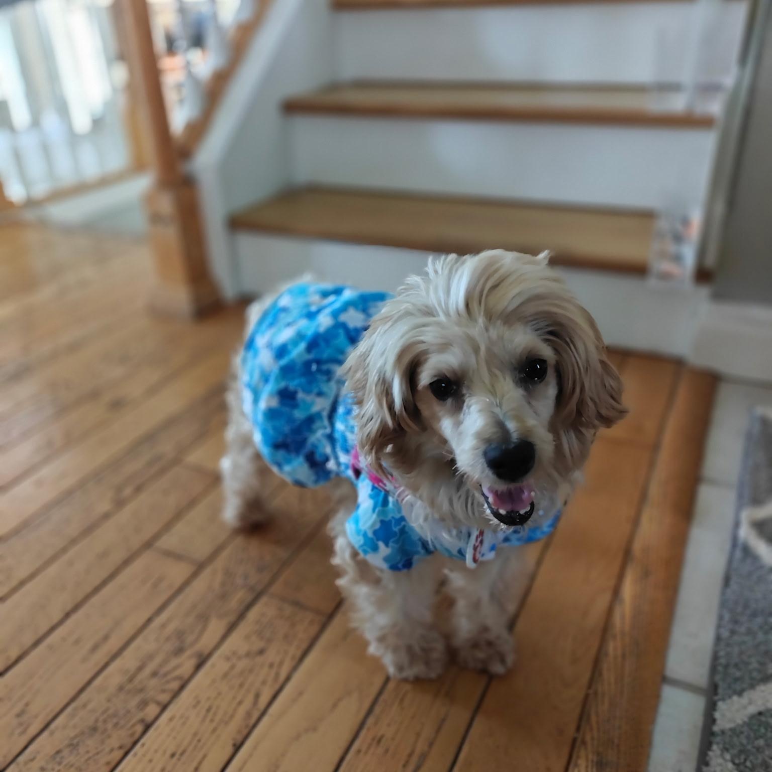 Enlarge Abby , a Adoptable Poodle in West Valley, UT image 4/5