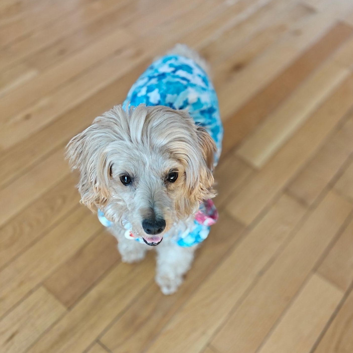 Enlarge Abby , a Adoptable Poodle in West Valley, UT image 5/5