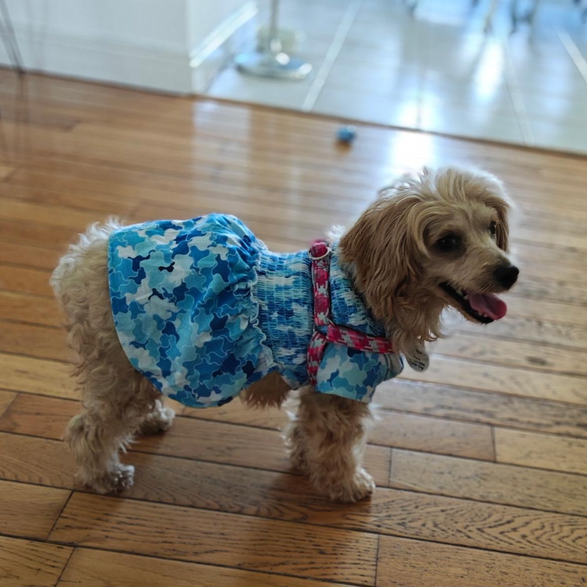 Enlarge Abby , a Adoptable Poodle in West Valley, UT image 2/5