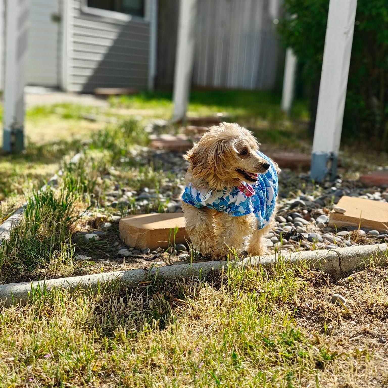 Enlarge Abby , a Adoptable Poodle in West Valley, UT image 3/5