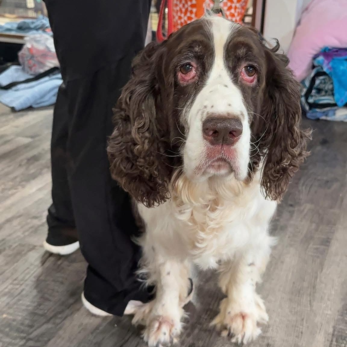 Abby + Copper, an adoptable English Springer Spaniel, Labradoodle in Alma, MI, 48801 | Photo Image 3