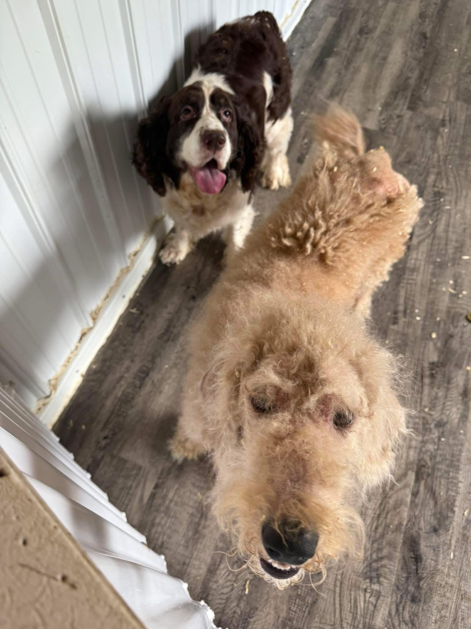 Abby + Copper, an adoptable English Springer Spaniel, Labradoodle in Alma, MI, 48801 | Photo Image 1