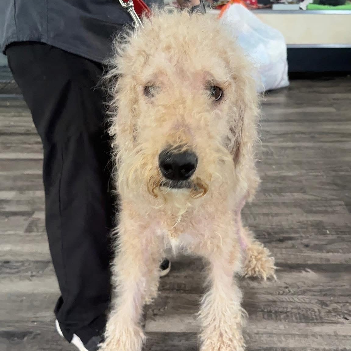Abby + Copper, an adoptable English Springer Spaniel, Labradoodle in Alma, MI, 48801 | Photo Image 2