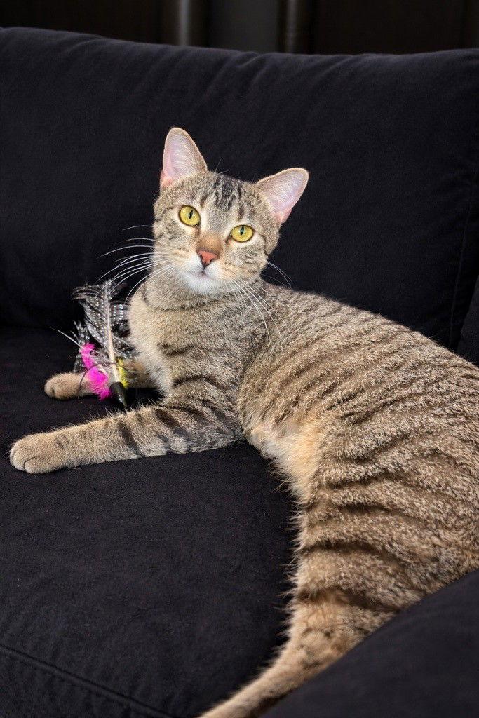 Cardamom, Adoptable, Adult Female Domestic Short Hair.