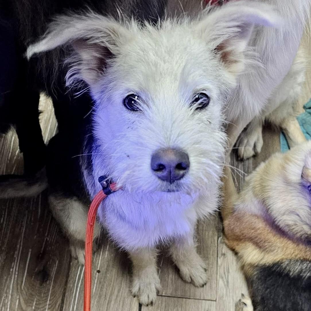 Fritz, a Adoptable mixed breed in Pocatello, ID image 6/6