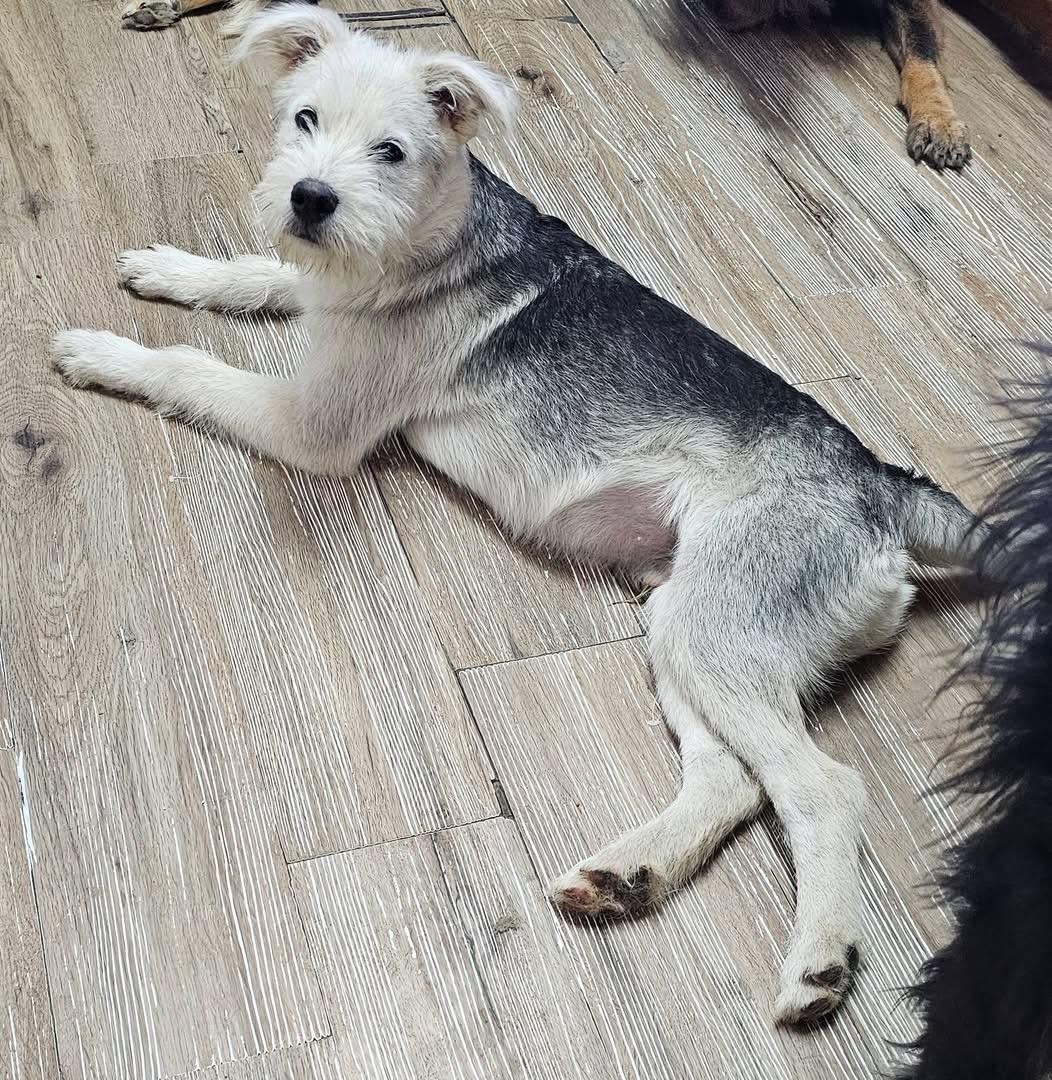 Fritz, a Adoptable mixed breed in Pocatello, ID image 5/6