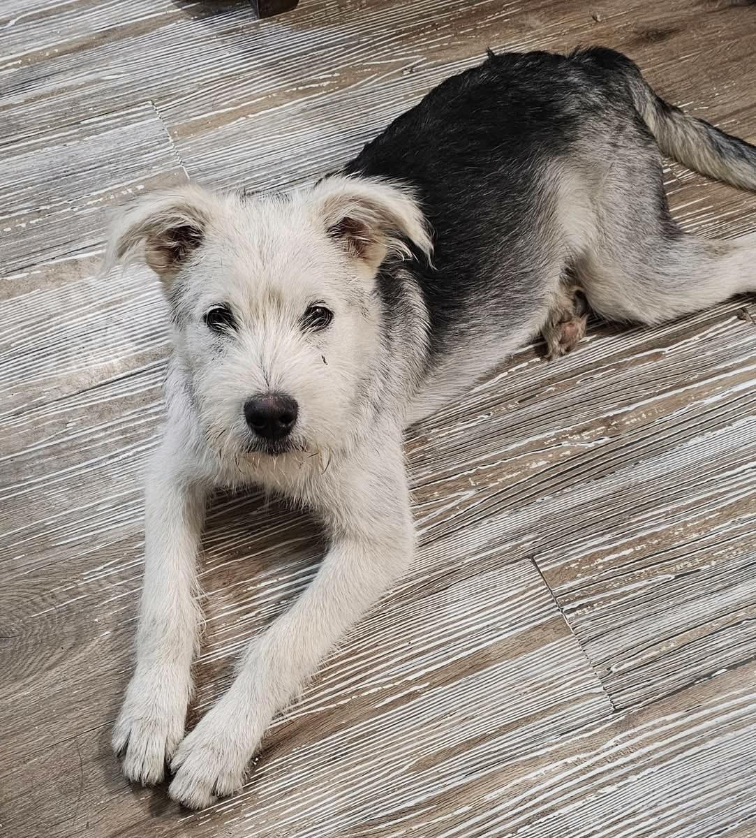 Fritz, Adoptable, Young Male Miniature Schnauzer & Wirehaired Terrier.