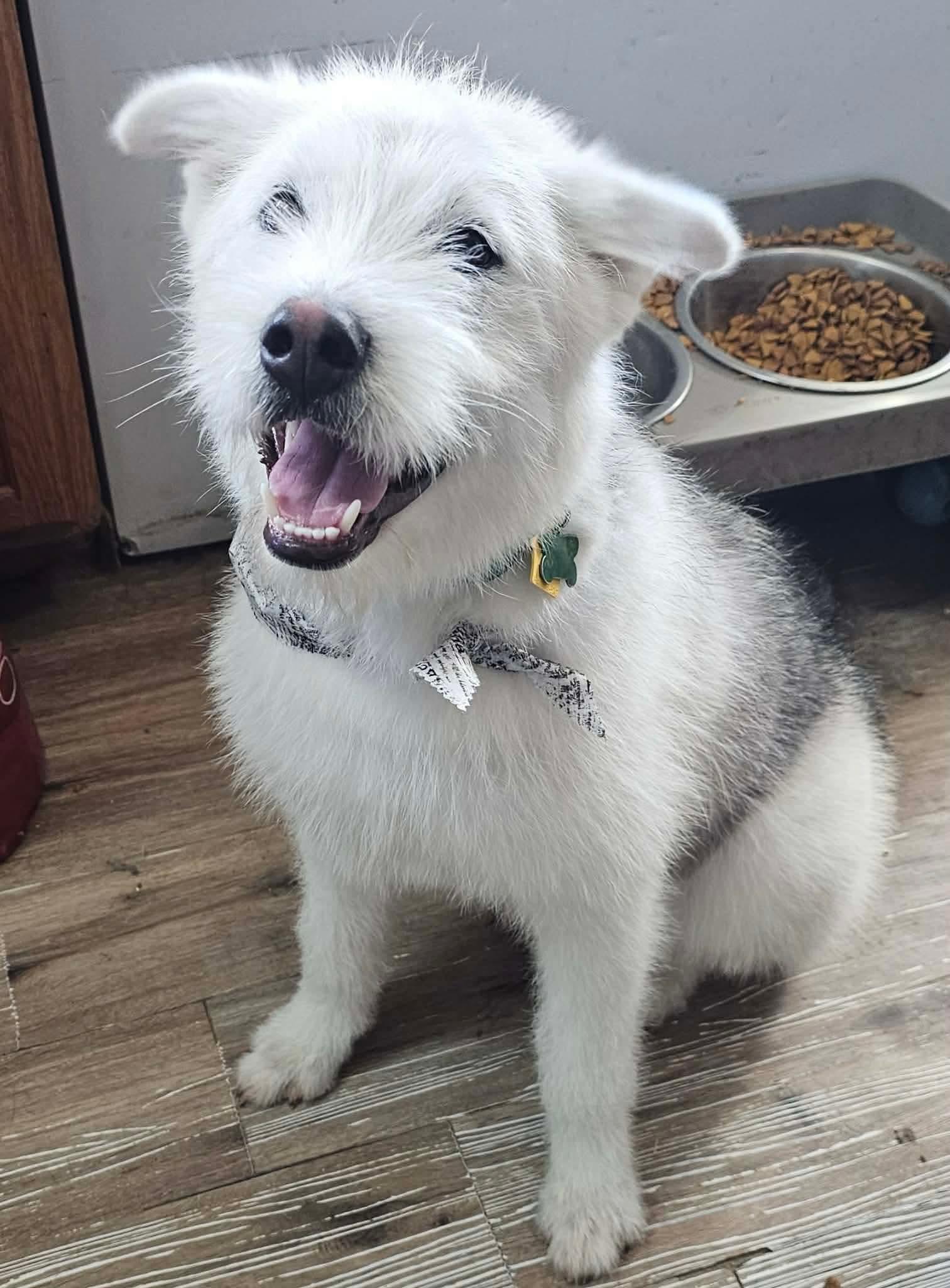 Enlarge Fritz, an adoptable mixed breed in Pocatello, ID image 5/6