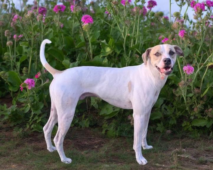 My name is Arlo Im handsome intelligent funny charming lovable and athletic Im a velcro dog