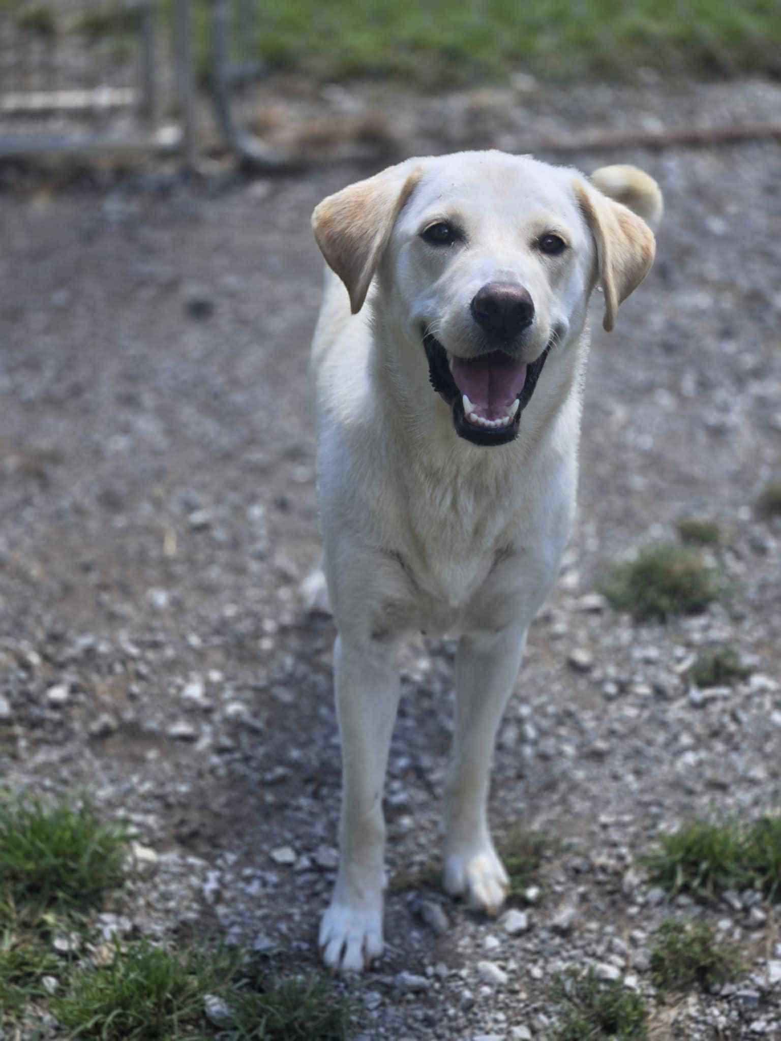Darla, Adopted, Young Female Labrador Retriever.