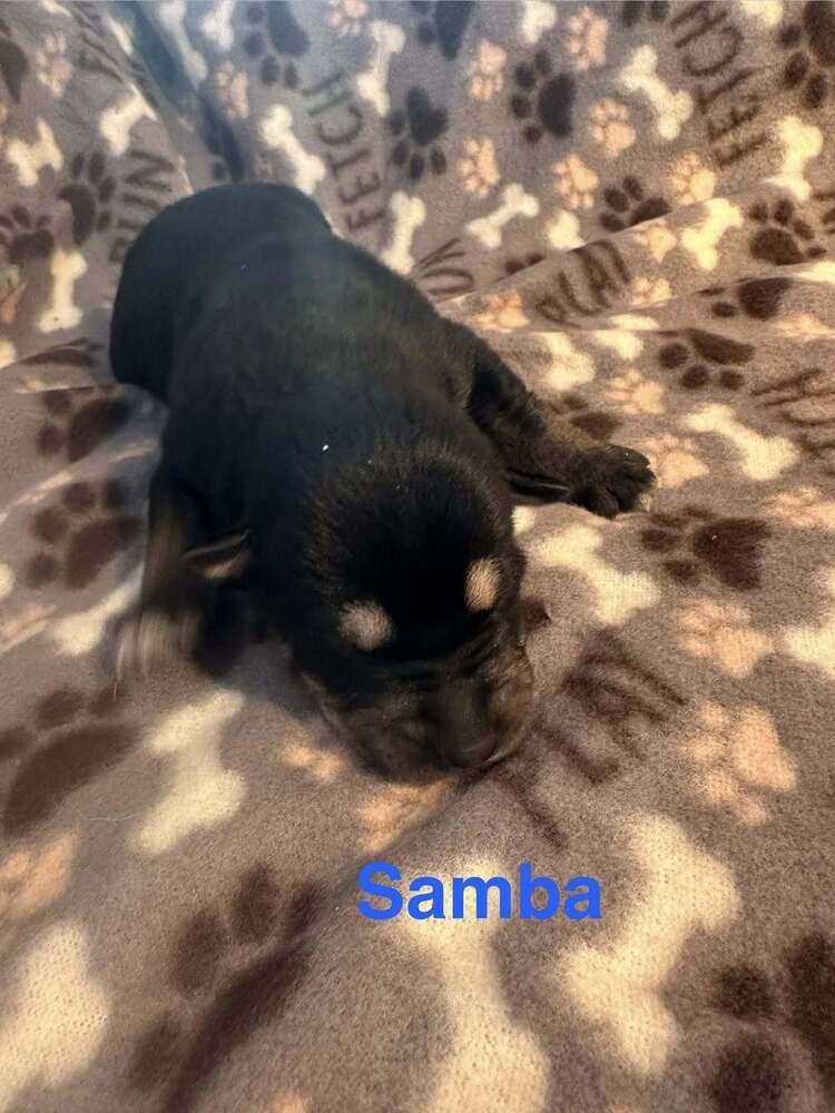 Enlarge Samba, a Adoptable mixed breed in Waunakee, WI image 1/6