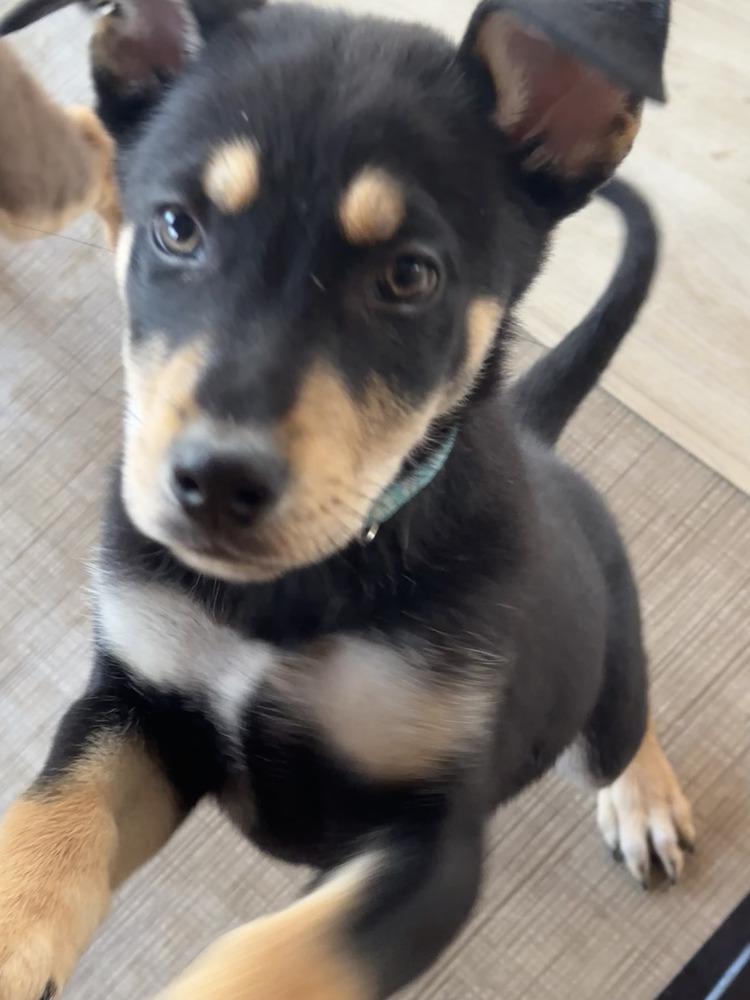 Enlarge Samba, a Adoptable mixed breed in Waunakee, WI image 2/6