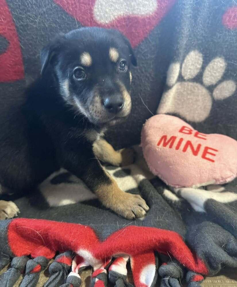 Enlarge Samba, a Adoptable mixed breed in Waunakee, WI image 4/6