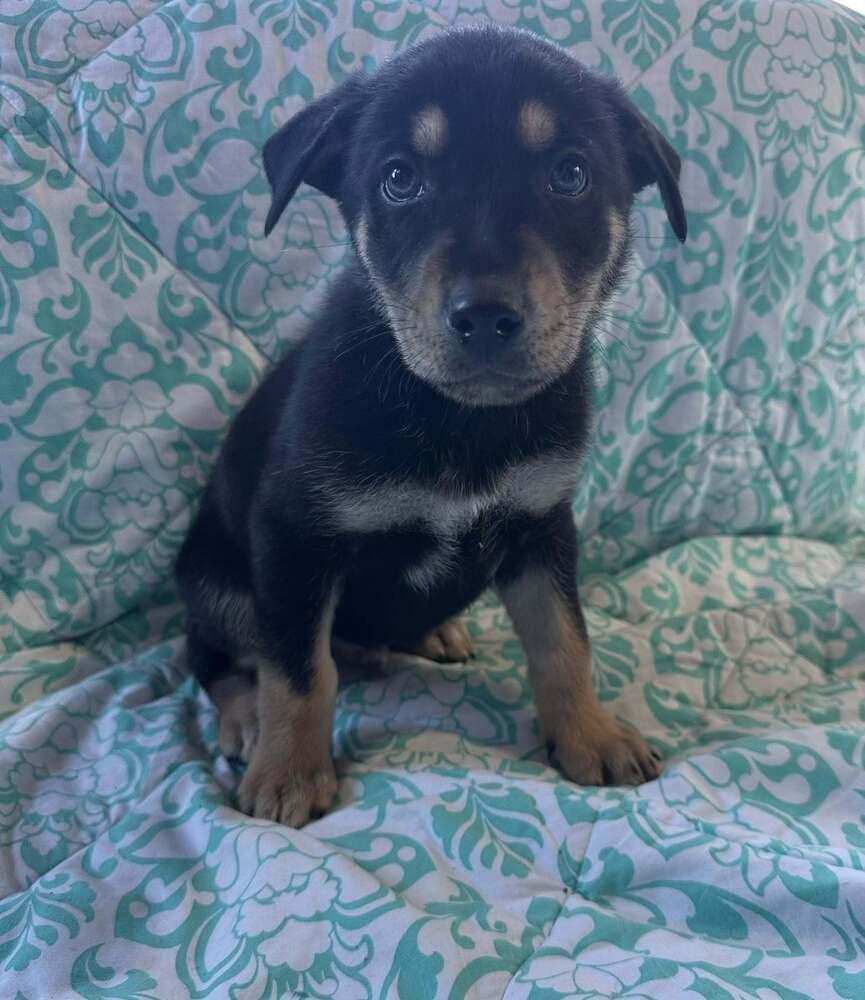 Enlarge Samba, a Adoptable mixed breed in Waunakee, WI image 5/6