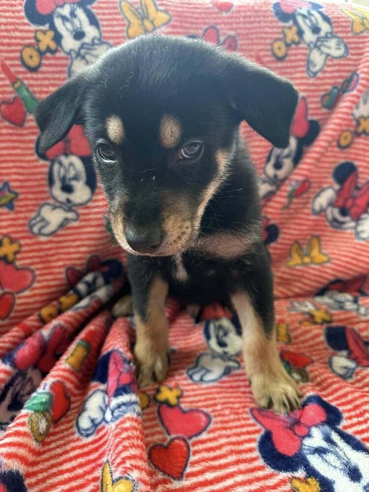 Enlarge Samba, a Adoptable mixed breed in Waunakee, WI image 6/6