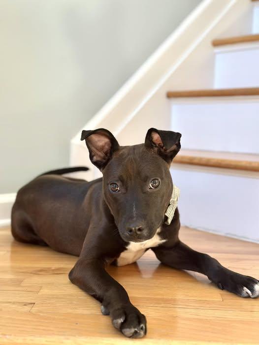 Enlarge WINNIE, a Adoptable mixed breed in Flemington, NJ image 4/6