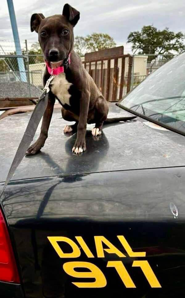 Enlarge WINNIE, a Adoptable mixed breed in Flemington, NJ image 5/6