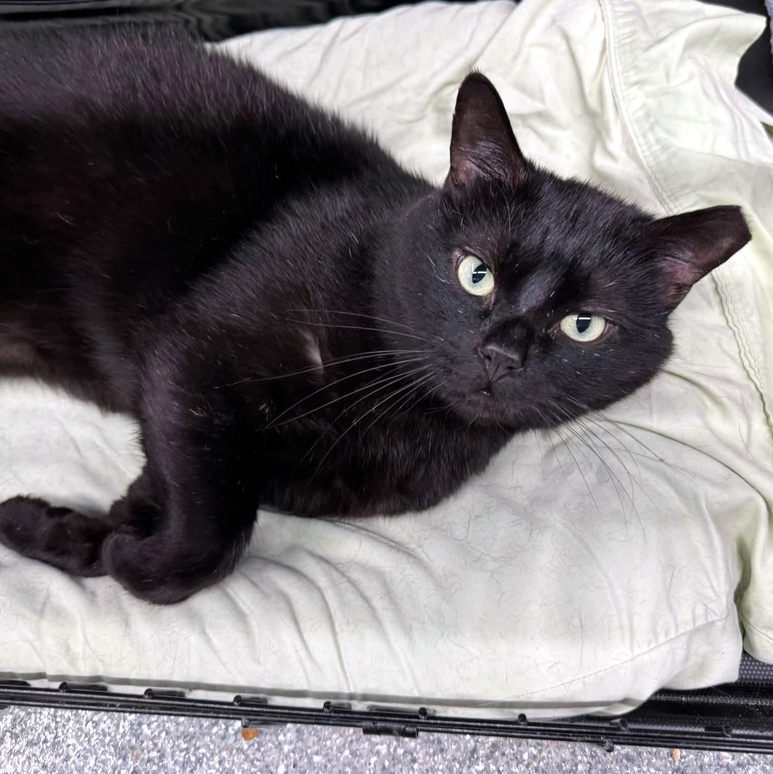 Yuki, a ADOPTABLE Domestic Short Hair in Pittsburgh, PA image 1/4
