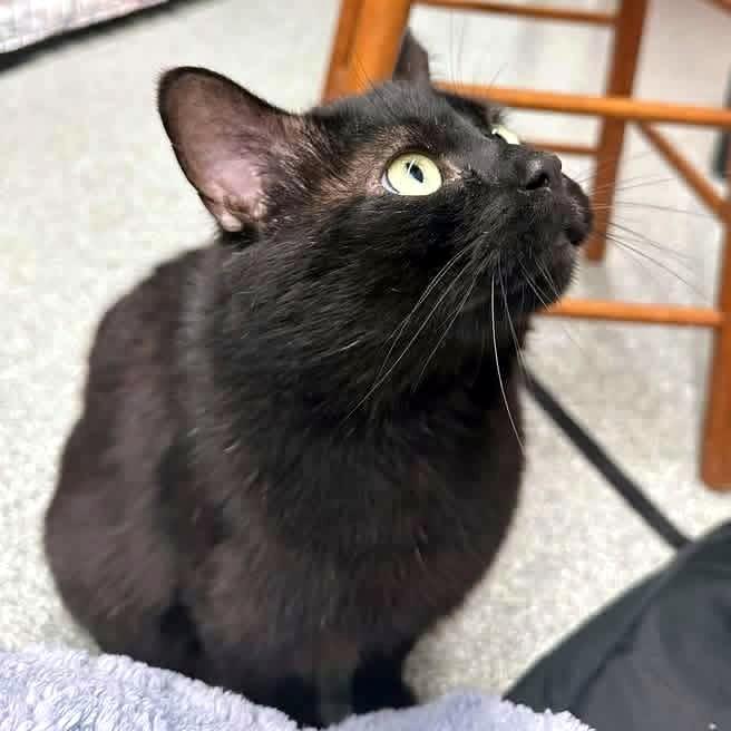 Yuki, a ADOPTABLE Domestic Short Hair in Pittsburgh, PA image 2/4