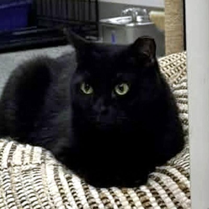 Yuki, a ADOPTABLE Domestic Short Hair in Pittsburgh, PA image 3/4