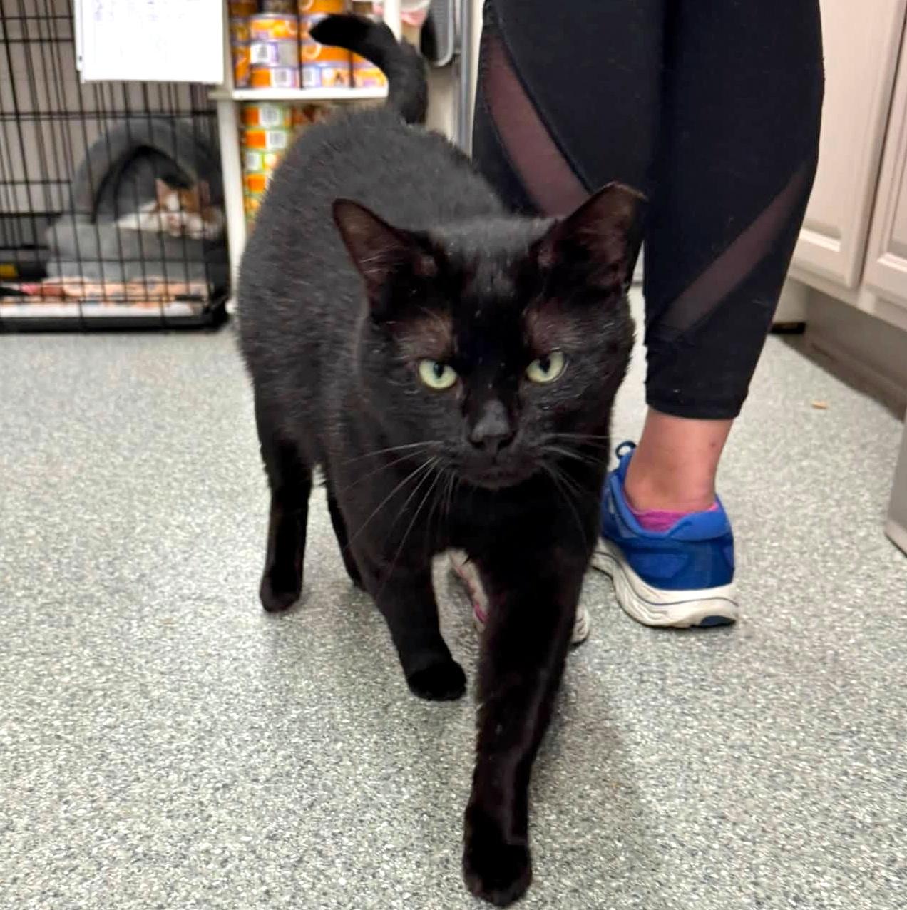 Yuki, a ADOPTABLE Domestic Short Hair in Pittsburgh, PA image 4/4