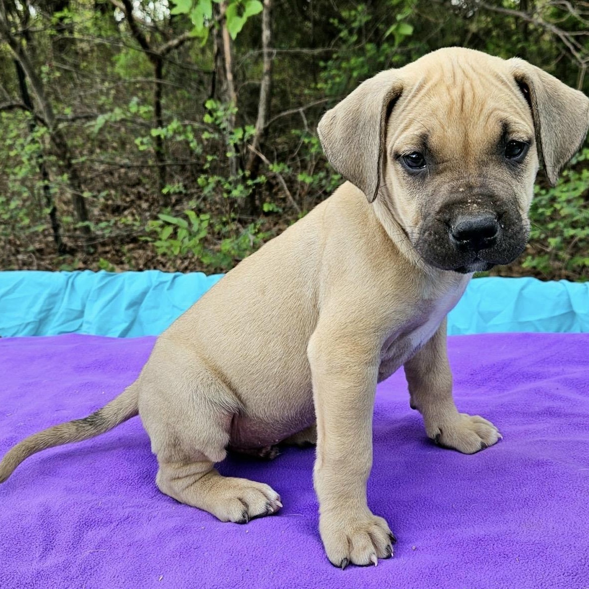 Enlarge Pomelo , a ADOPTABLE mixed breed in Pelham, NH image 3/6
