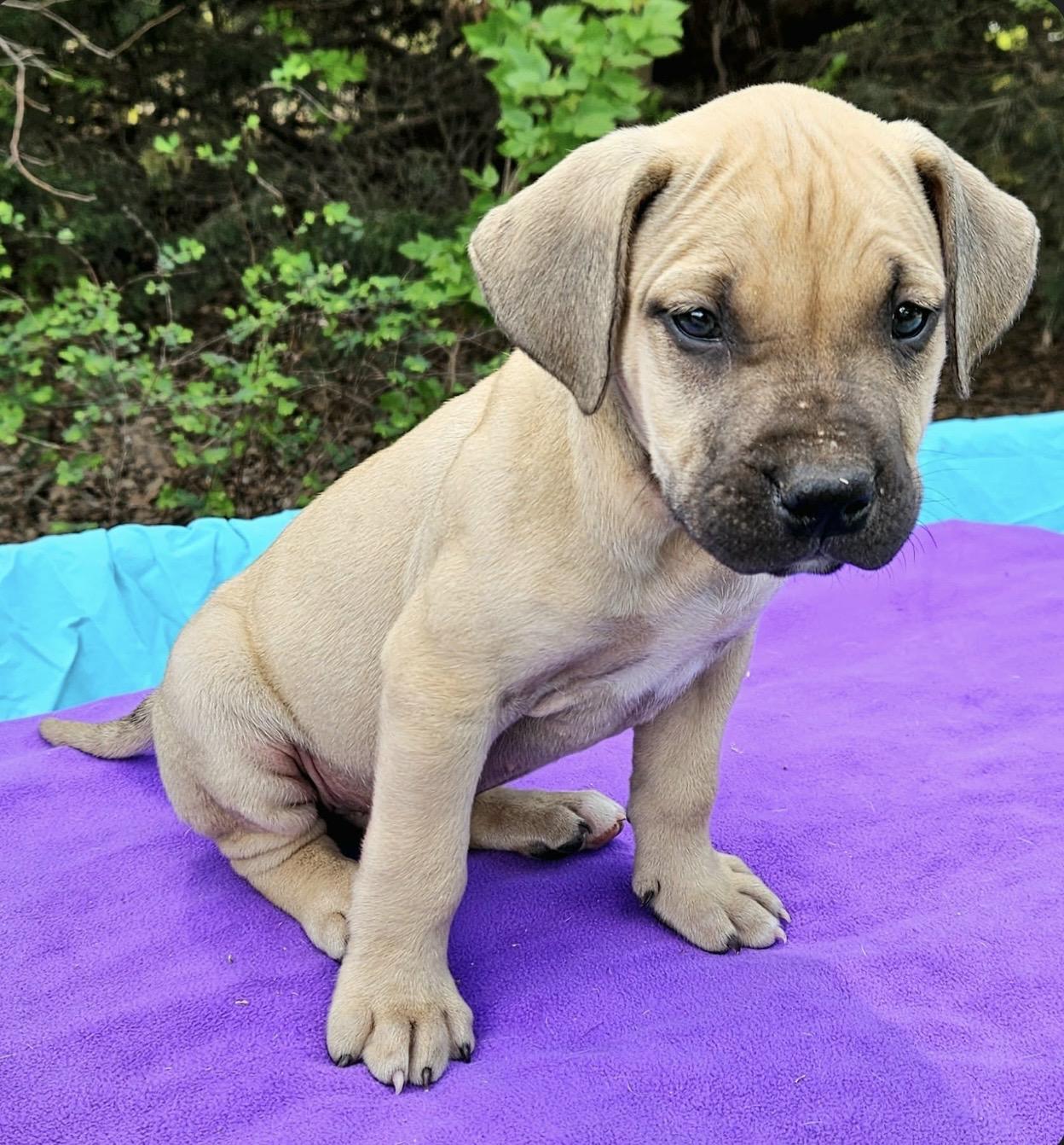 Enlarge Pomelo , a ADOPTABLE mixed breed in Pelham, NH image 5/6