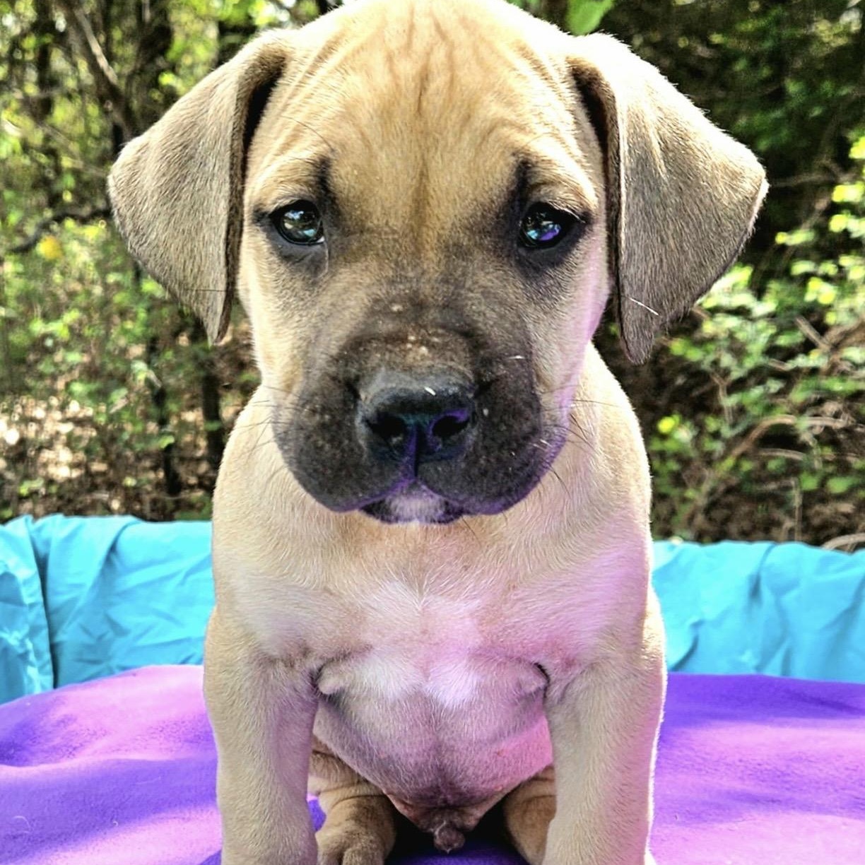 Enlarge Pomelo , a ADOPTABLE mixed breed in Pelham, NH image 6/6