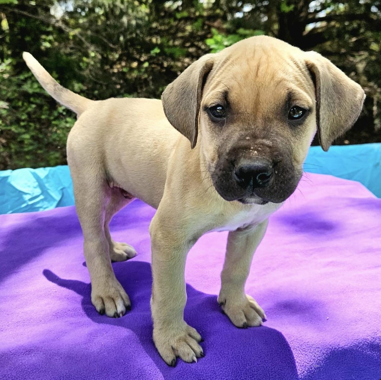 Enlarge Pomelo , a ADOPTABLE mixed breed in Pelham, NH image 2/6