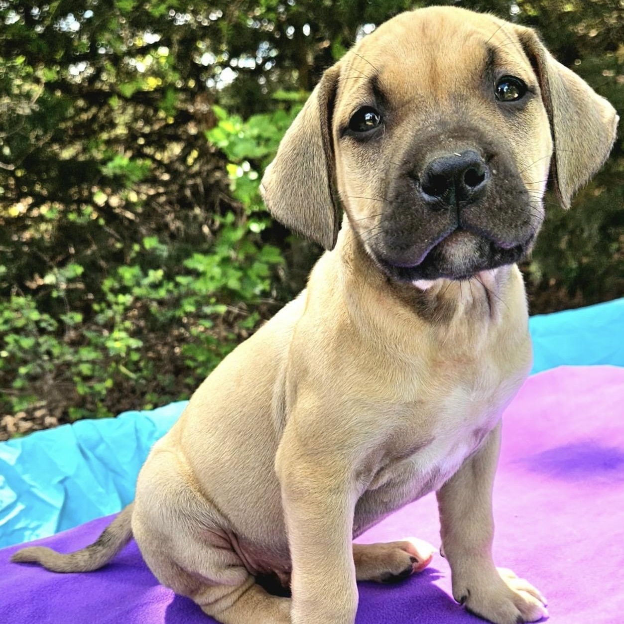 Enlarge Pomelo , a ADOPTABLE mixed breed in Pelham, NH image 4/6