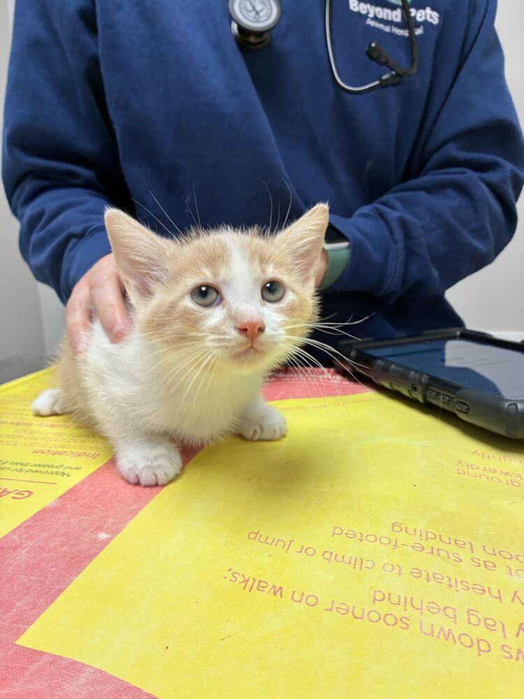 Rory, Adoptable, Kitten Male Domestic Short Hair.
