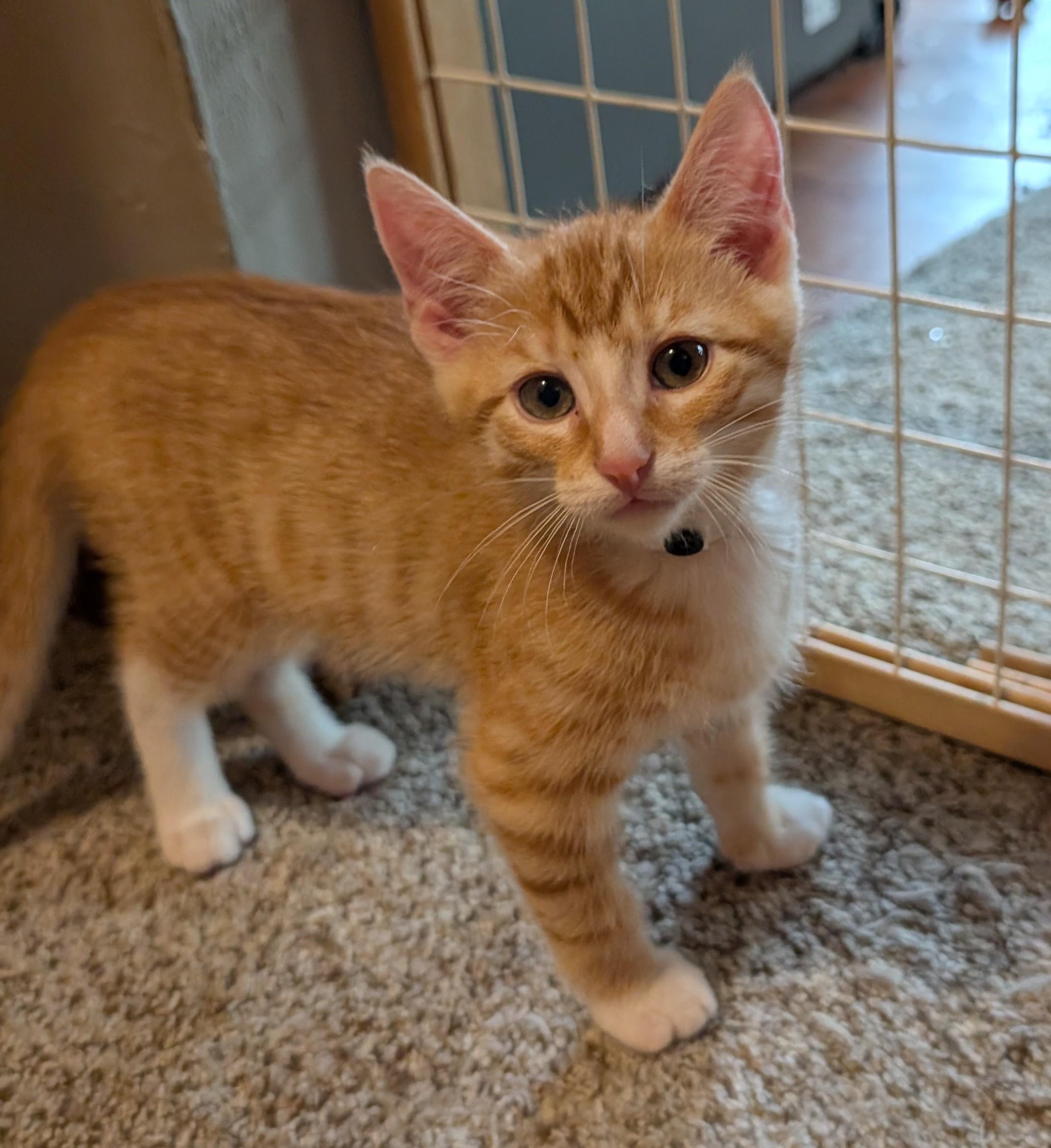 Butternut, a ADOPTABLE Domestic Short Hair in Wadsworth, OH image 3/4
