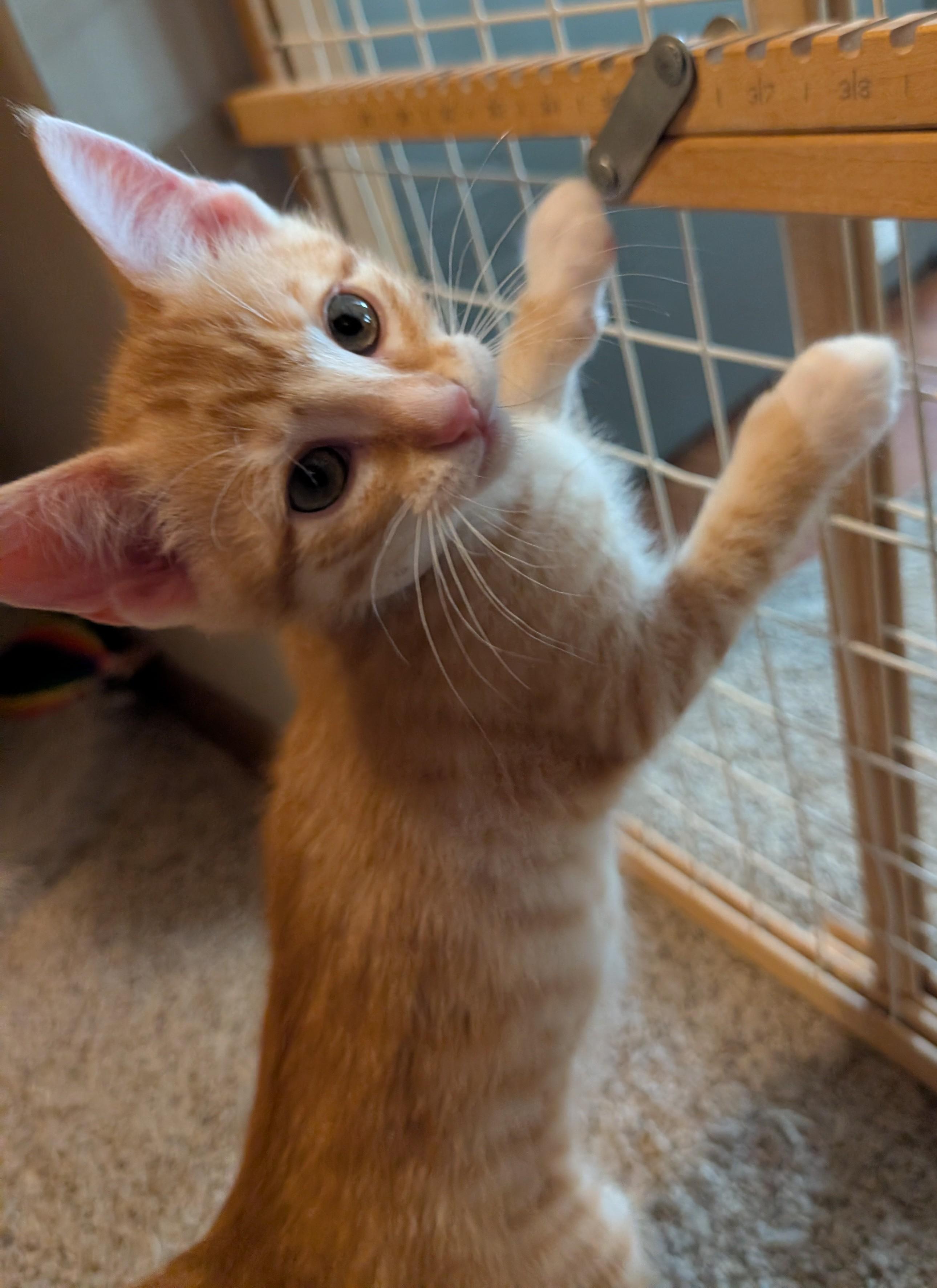 Butternut, ADOPTABLE, Kitten Male Domestic Short Hair.