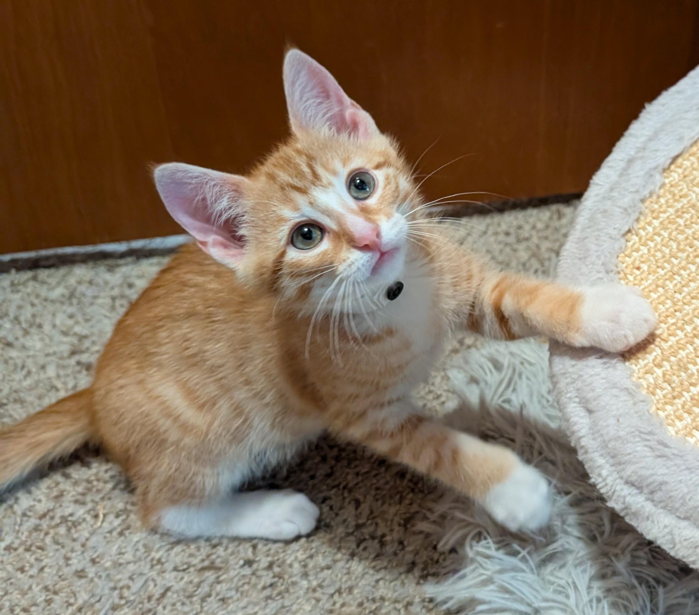 Butternut, a ADOPTABLE Domestic Short Hair in Wadsworth, OH image 4/4