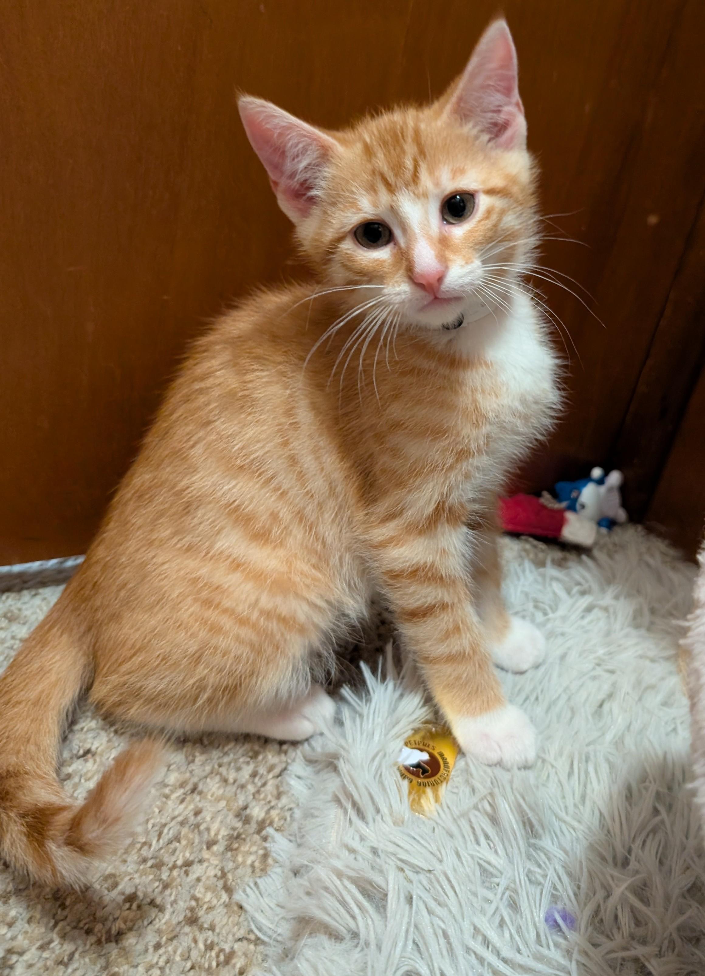 Butternut, a ADOPTABLE Domestic Short Hair in Wadsworth, OH image 2/4