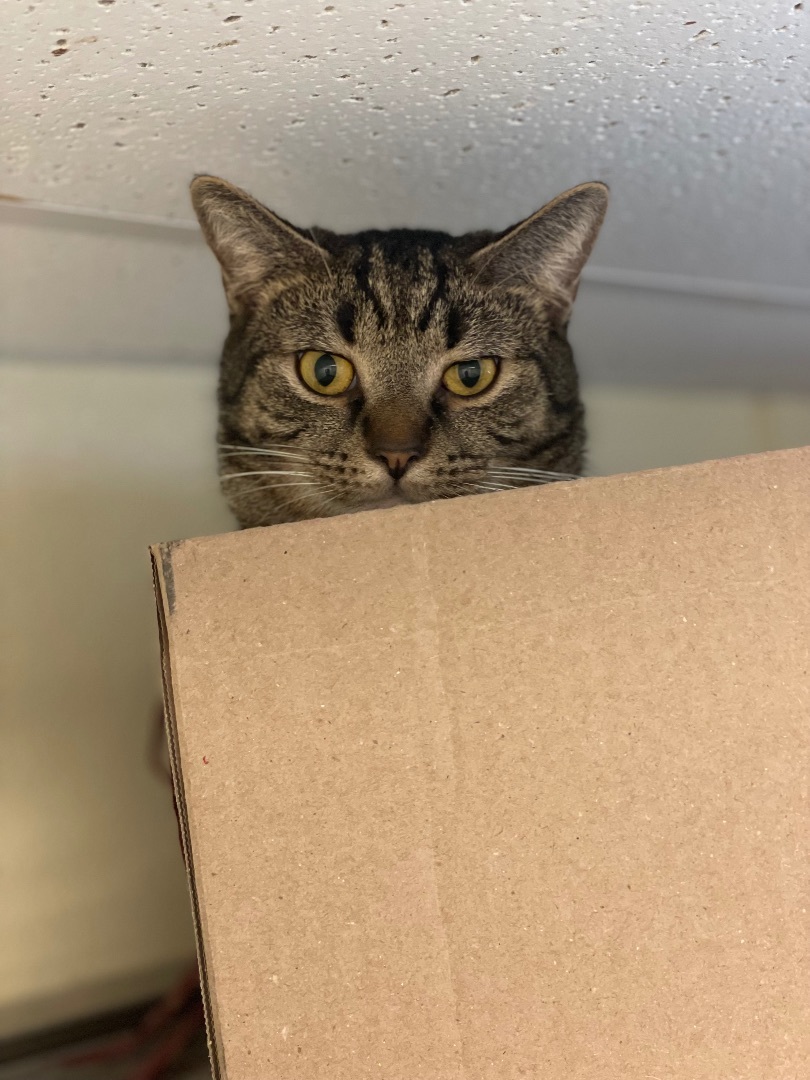 Vesuvius, Adoptable, Adult Male Domestic Short Hair.