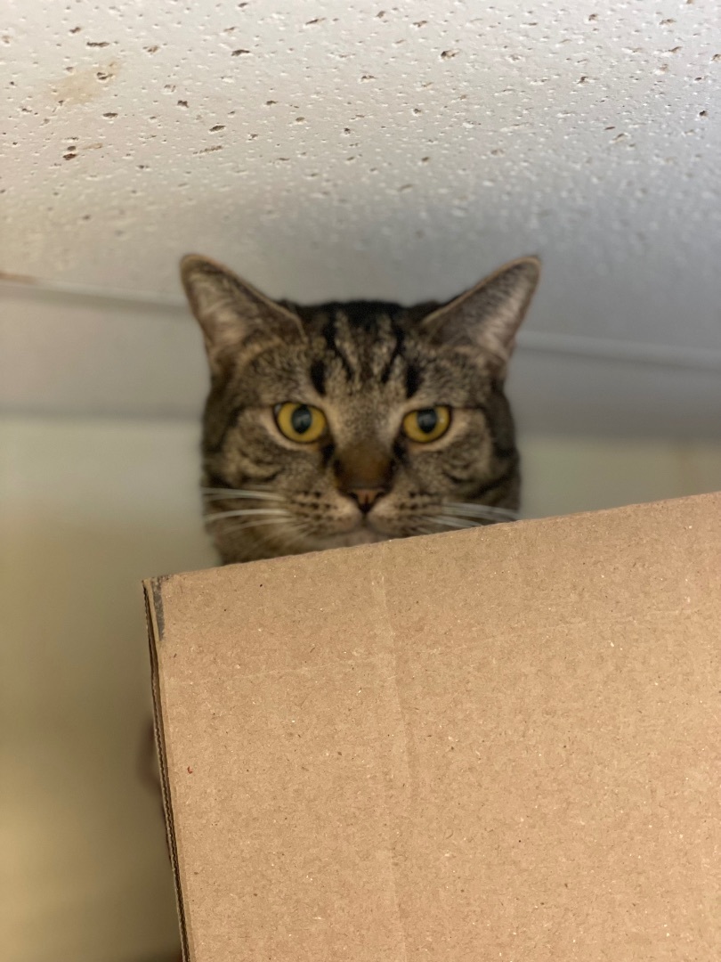 Vesuvius, a Adoptable mixed breed in Anderson, IN image 2/2