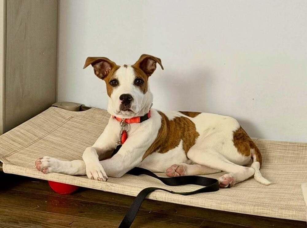 Enlarge Dunkaroo, a Adoptable mixed breed in Wayne, NJ image 2/3
