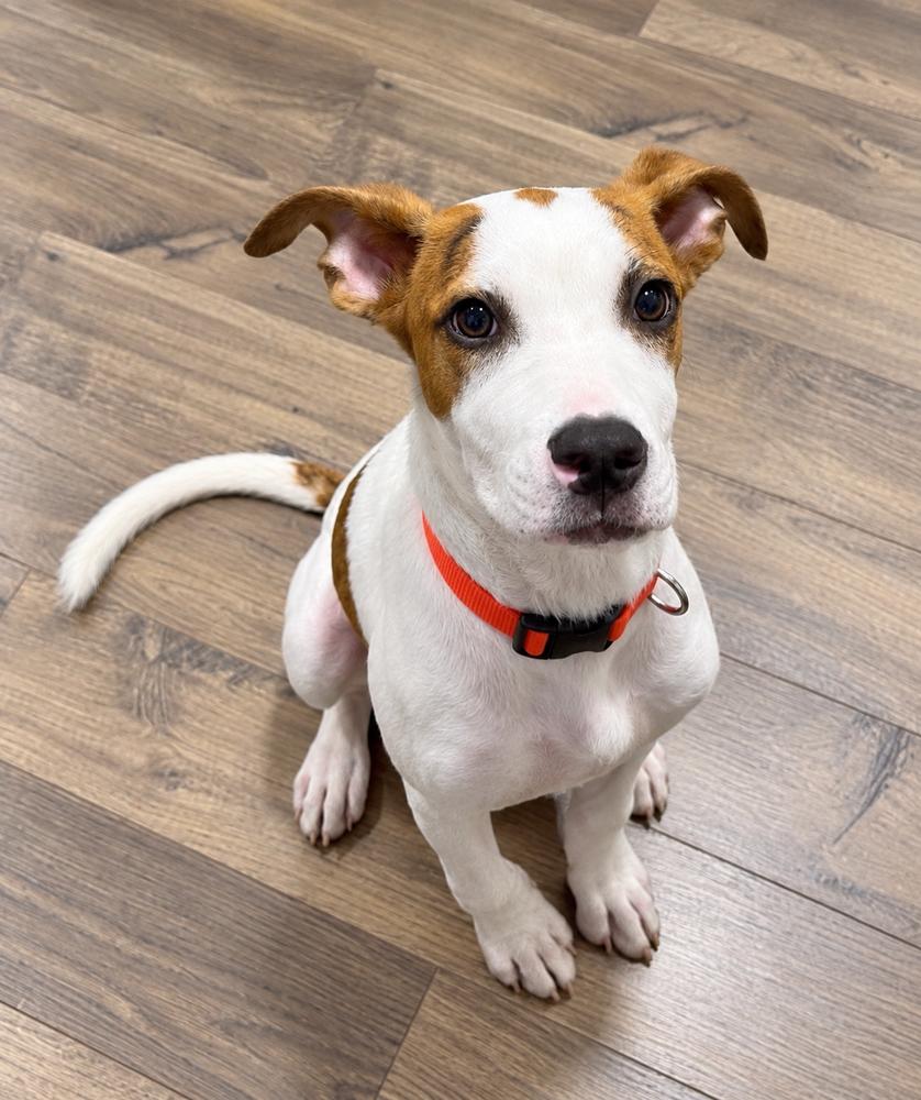 Enlarge Dunkaroo, a Adoptable mixed breed in Wayne, NJ image 3/3