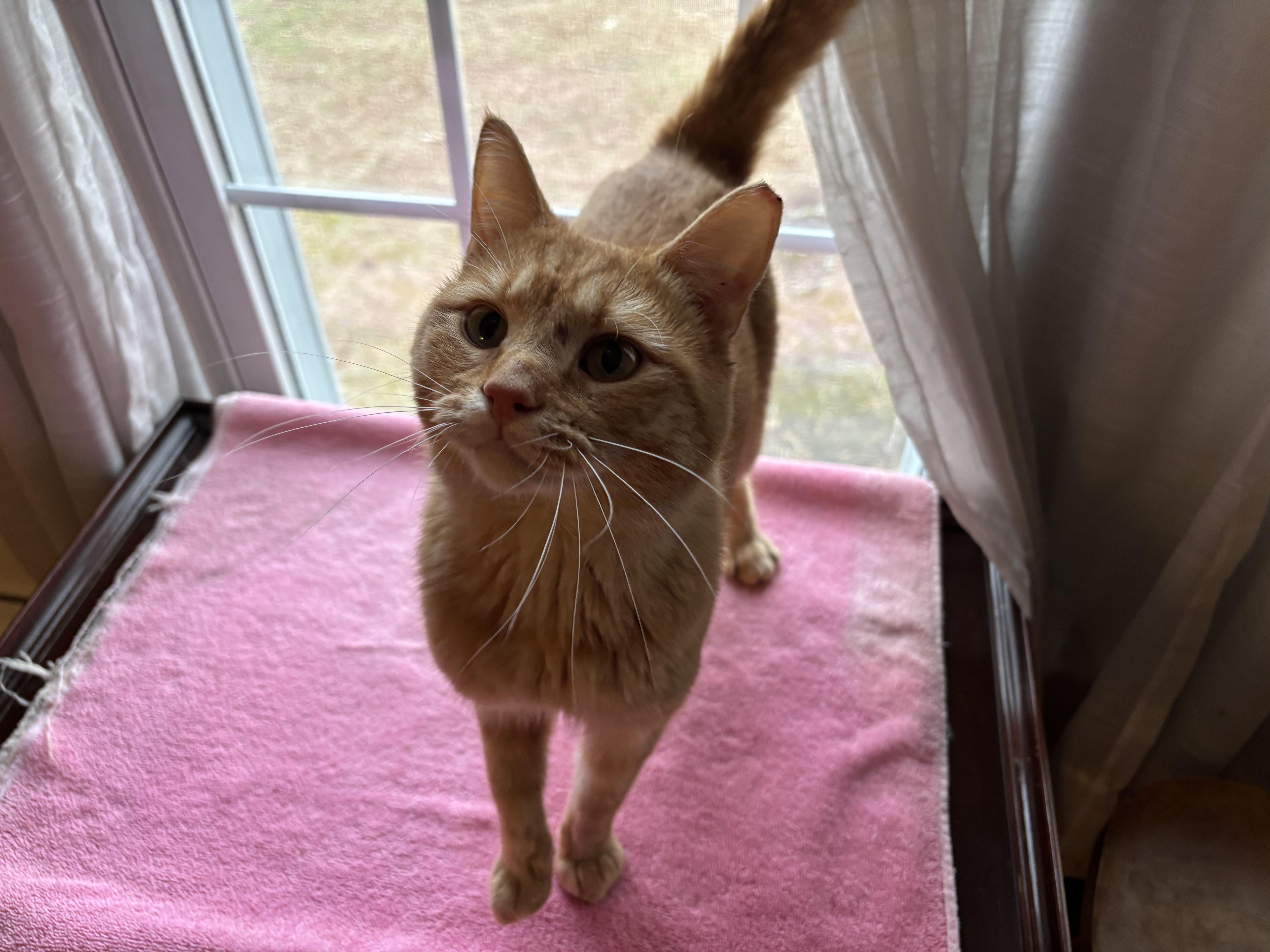 Babycheeks, adopted, Young Male Domestic Short Hair & Tabby.