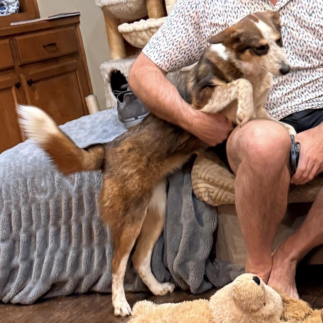 Enlarge Kenya, a Adoptable Border Collie in Mount Pleasant, TX image 1/6