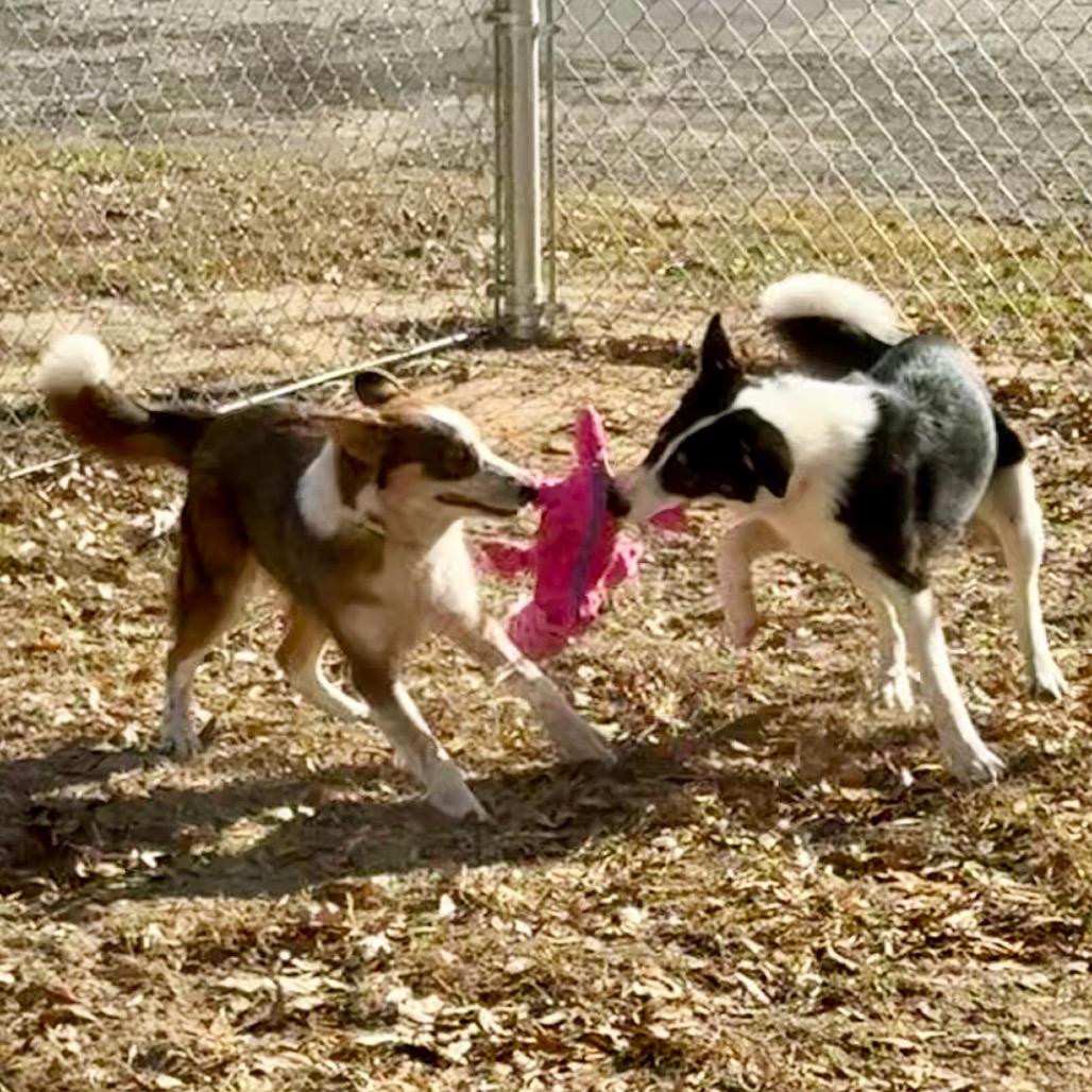 Enlarge Kenya, a Adoptable Border Collie in Mount Pleasant, TX image 1/5