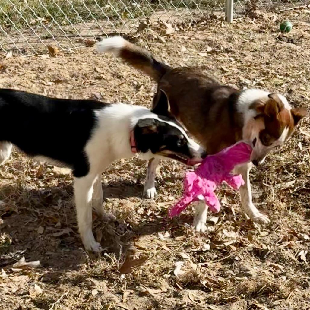 Enlarge Kenya, a Adoptable Border Collie in Mount Pleasant, TX image 4/5
