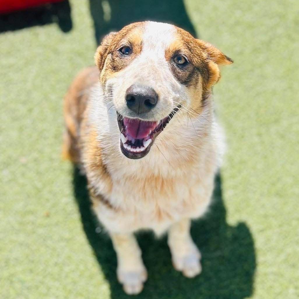 Enlarge Kenya, a Adoptable Border Collie in Mount Pleasant, TX image 4/6